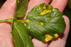 Puccinia smyrnii