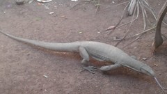 Varanus bengalensis