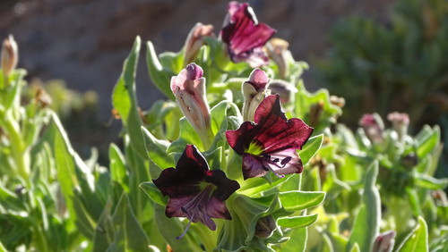 Egyptian henbane