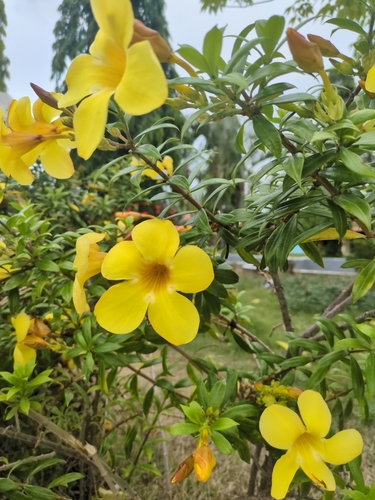 Golden Trumpet