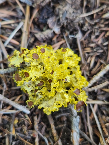 Brown-eyed Sunshine Lichen
