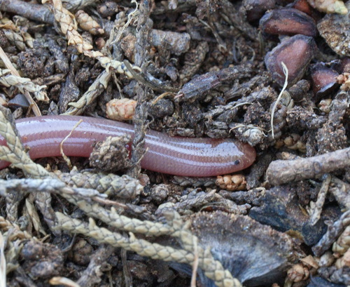 Eurasian Blind Snake