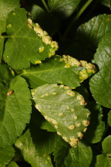Puccinia smyrnii
