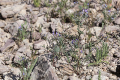 Astragalus emoryanus