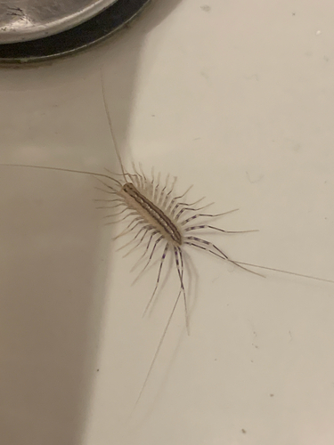 House Centipede