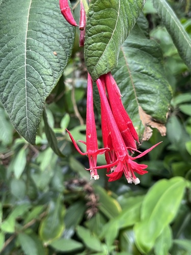 Fuchsia boliviana observed 2026-05-28