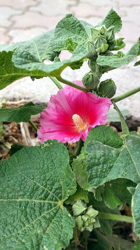 Hollyhock
