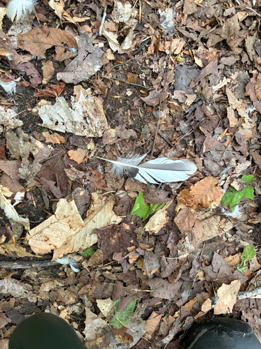 Plume de Harle bièvre