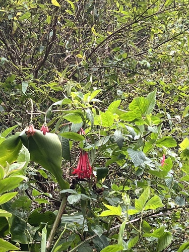 Fuchsia boliviana observed 2026-05-28