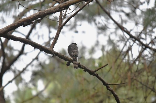 Gavilán Pecho Canela observed by alexjimenez99