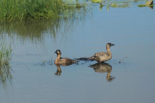 iNaturalist image