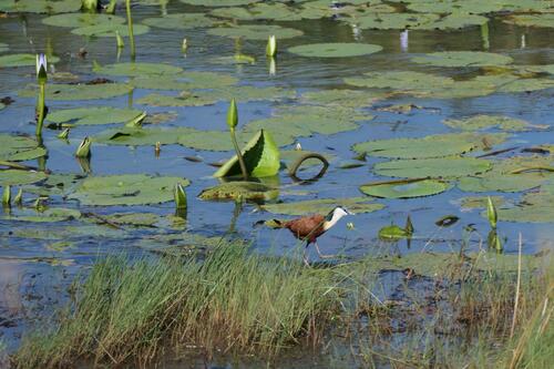 iNaturalist image