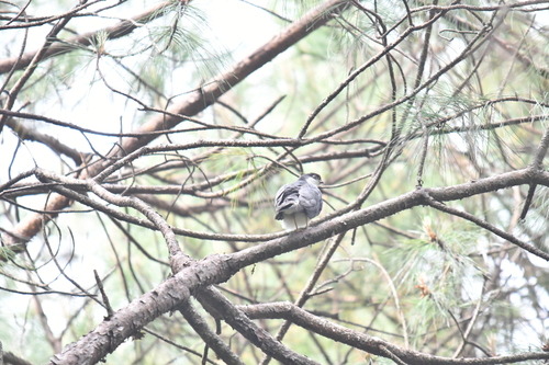 Gavilán Pecho Blanco observed by alexjimenez99