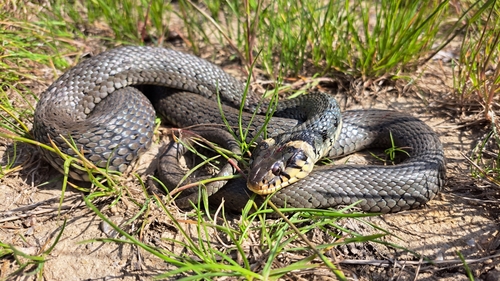 grass snake