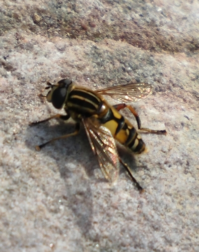 Sun Fly