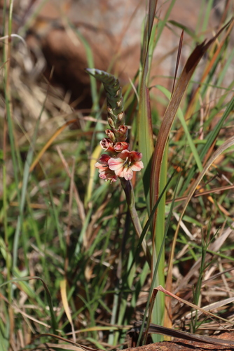 Gladiolus densiflorus, photograph 2