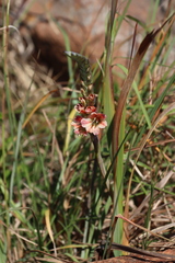 Gladiolus densiflorus, photograph (c) Tony Rebelo, some rights reserved (CC BY-SA)