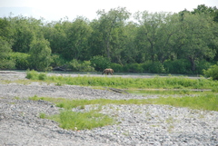 Ursus arctos beringianus