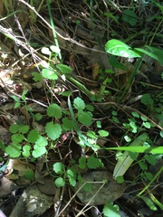 Plagianthus regius