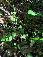 Plagianthus regius