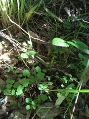 Plagianthus regius