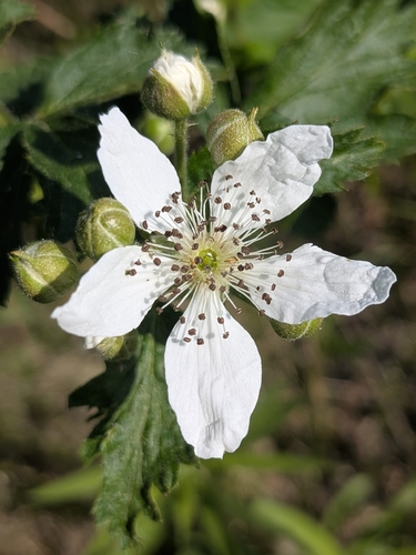 Rubus recurvans