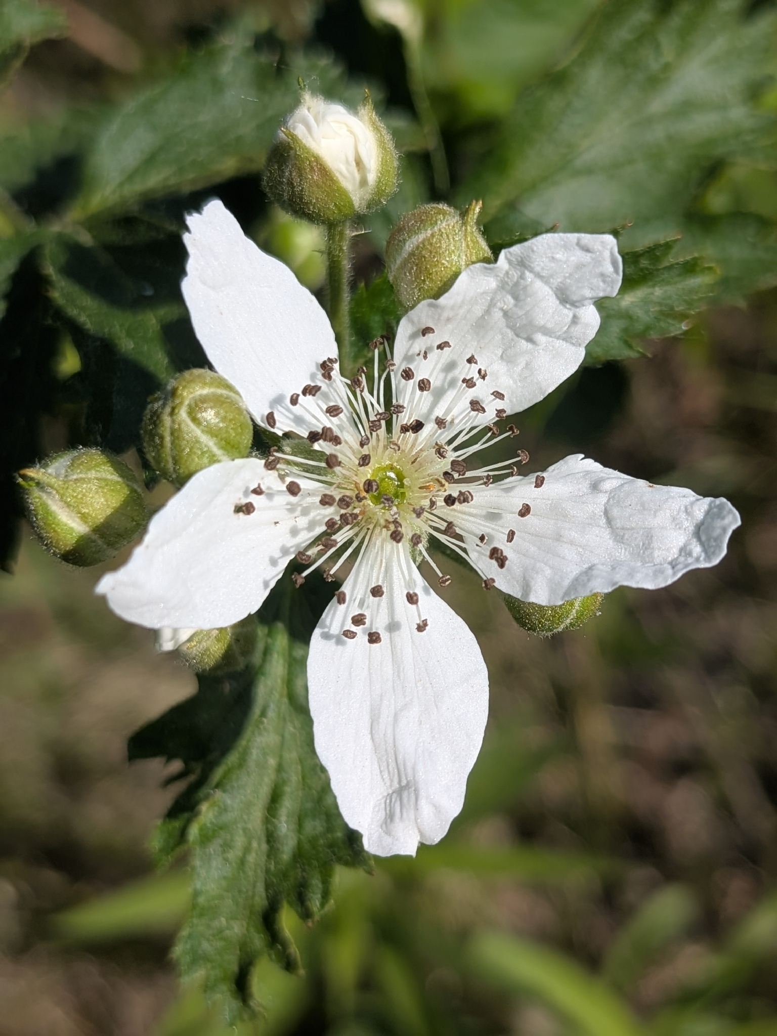 Rubus recurvans