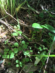 Plagianthus regius