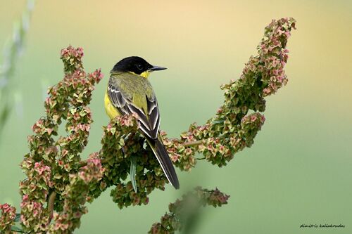Black-headed Wagtail