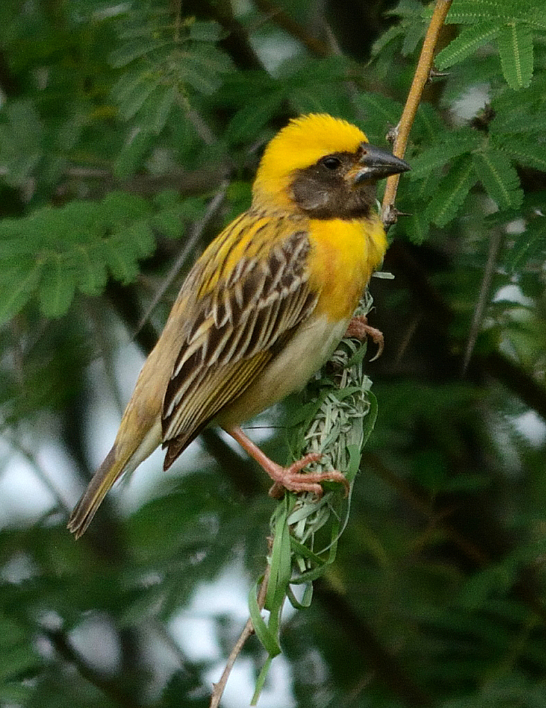 Baya Weaver (Ploceus philippinus) photo