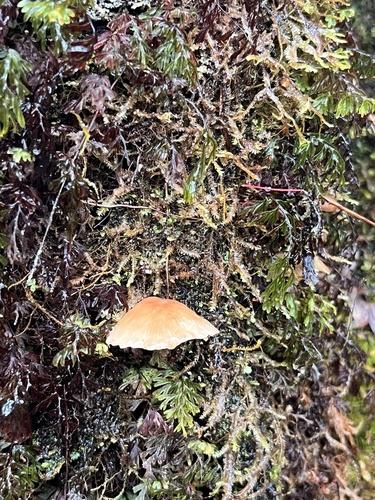 Gymnopus observed 2026-05-28