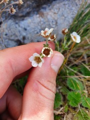 Geum cockaynei