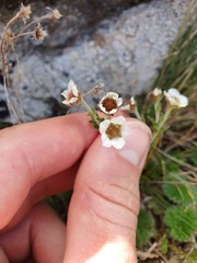 Geum cockaynei