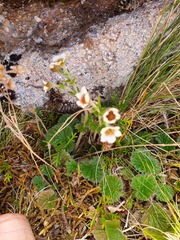 Geum cockaynei
