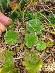 Geum cockaynei
