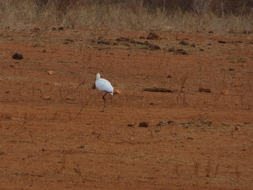 iNaturalist image
