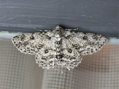 Cleora nigrisparsalis