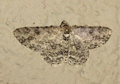Cleora nigrisparsalis