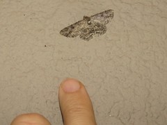 Cleora nigrisparsalis