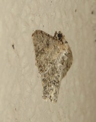 Cleora nigrisparsalis
