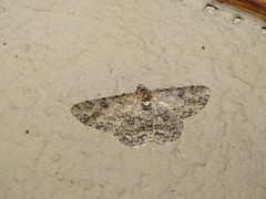 Cleora nigrisparsalis