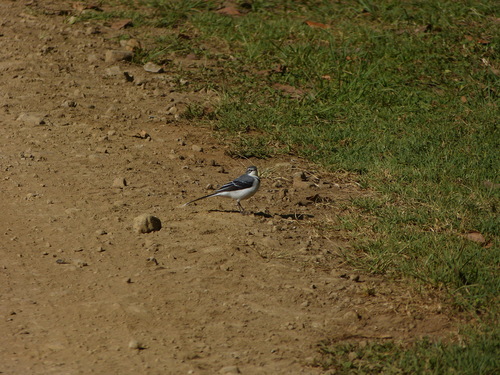 iNaturalist image