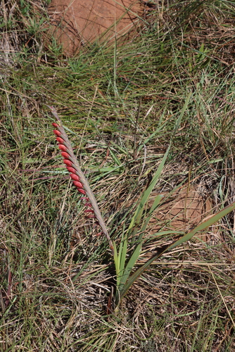 Gladiolus densiflorus