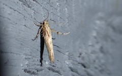 Stathmopoda plumbiflua