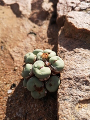 Conophytum pageae