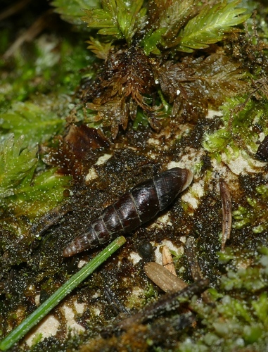 Clausilia dubia observed 2026-05-24