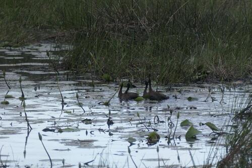 iNaturalist image
