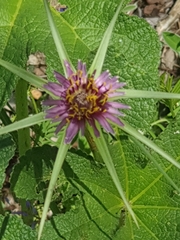 Tragopogon coelesyriacus
