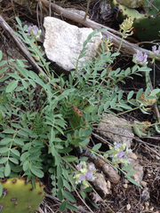 Astragalus lotiflorus