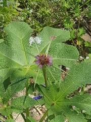 Tragopogon coelesyriacus
